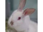 Adopt SUGAR a Bunny Rabbit