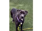 Adopt CINNA a Pit Bull Terrier