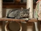 Adopt Seliel a Domestic Short Hair