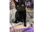 Adopt Tina a British Shorthair