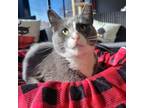 Adopt Annie a American Shorthair