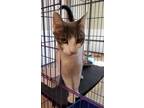 Adopt Vera a Domestic Short Hair