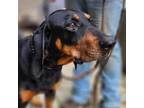 Adopt Dandelion a Black and Tan Coonhound