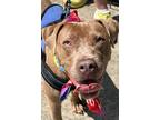 Adopt EVOLET a Pit Bull Terrier