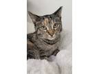 Adopt Chi chi a Tabby