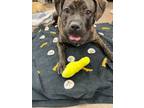 Adopt Mocha a Pit Bull Terrier