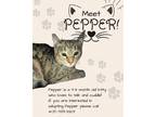 Adopt Pepper a American Shorthair, Domestic Short Hair