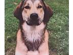 Adopt Sweet Rosie needs a foster -oti a Shepherd, Hound