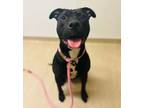 Adopt Awkwafina a Mixed Breed