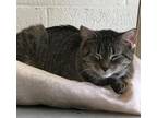 Adopt Penelope a Domestic Short Hair