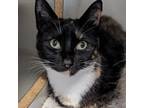 Adopt Koi Fish a Tortoiseshell, Domestic Short Hair