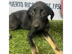 Adopt Ester a Mixed Breed