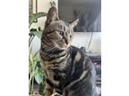 Adopt Mulan a Domestic Short Hair