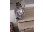 Adopt Rosemary a Domestic Short Hair