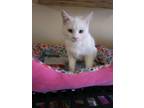 Adopt Snowball a Domestic Short Hair