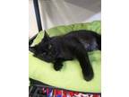 Adopt Macy a Domestic Short Hair