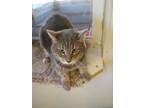 Adopt Dusty a Domestic Short Hair