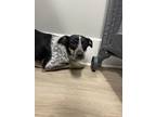 Adopt Morgen a Australian Cattle Dog / Blue Heeler