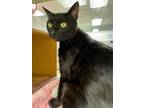 Adopt Fifi a Domestic Short Hair