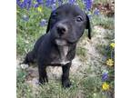 Adopt Orbit Astronomy a Labrador Retriever