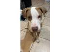 Adopt CRYSTAL a American Staffordshire Terrier