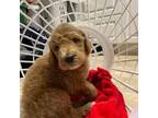 Mutt Puppy for sale in Hardeeville, SC, USA