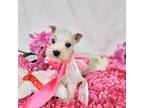 Schnauzer (Miniature) Puppy for sale in Hugo, OK, USA