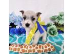 Schnauzer (Miniature) Puppy for sale in Hugo, OK, USA