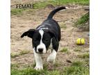 Adopt LOVE Litter-Layla a Border Collie, American Staffordshire Terrier
