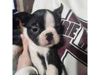 Boston Terrier Puppy for sale in Prairie Du Chien, WI, USA