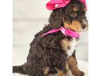 Mutt Puppy for sale in Southside, AL, USA
