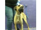 Adopt GLORIA a Mastiff, Mixed Breed