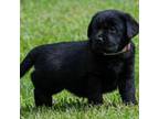 Labrador Retriever Puppy for sale in Bowersville, GA, USA