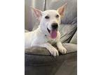 Adopt BEATRIX a Siberian Husky, Carolina Dog