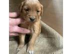 Golden Retriever Puppy for sale in Belgrade, MN, USA