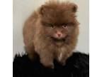 Pomeranian Puppy for sale in Albany, NY, USA