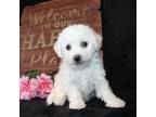 Bichon Frise Puppy for sale in Manheim, PA, USA