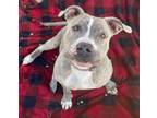 Adopt Luna a Pit Bull Terrier, Mixed Breed