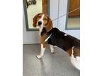 Adopt Dolly a Treeing Walker Coonhound