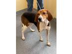 Adopt Liberty a Treeing Walker Coonhound