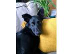 Adopt Fen -- Courtesy Post a Shepherd, Labrador Retriever