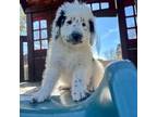 Mutt Puppy for sale in Syracuse, UT, USA