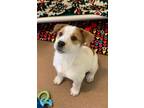 Adopt Sprout a Great Pyrenees, Cattle Dog