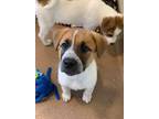 Adopt River a Great Pyrenees, Cattle Dog