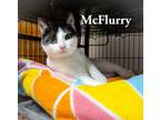 Adopt McFlurry a Domestic Short Hair