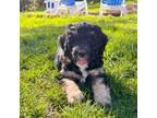 Mutt Puppy for sale in Ebensburg, PA, USA