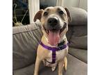 Adopt Kora - AVAILABLE a Pit Bull Terrier