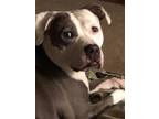 Adopt Jenna a Pit Bull Terrier