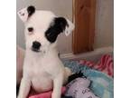 Adopt Teenie Queenie a Terrier, Mixed Breed