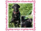 Adopt ZOEY a Mixed Breed